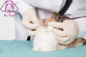 معاینه دندان جوندگان