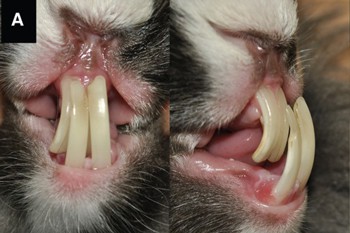 اختلالات دندانی خرگوش