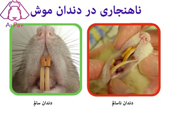 اختلال دندانی جوندگان