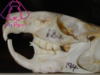 اختلالات دندانی جوندگان