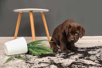 مسمومیت سگ با گیاهان آپارتمانی