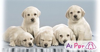 نگهداری از توله سگ