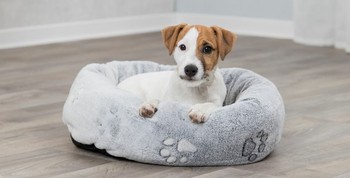 محل نگهداری توله سگ