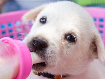 پستونک مخصوص توله سگ