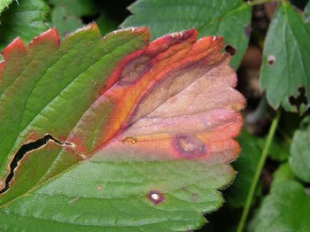 Leaf blight Strawberry
