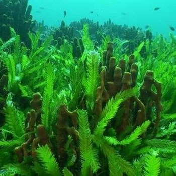 جلبک دریایی