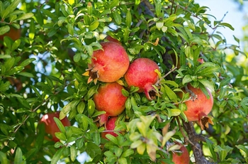 درخت و میوه انار