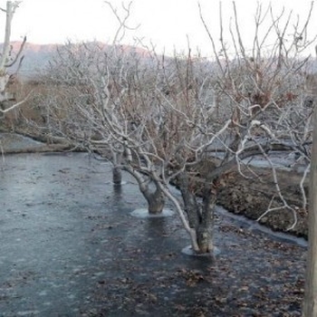 شخم و یخ آب زمستانه درخت گلابی