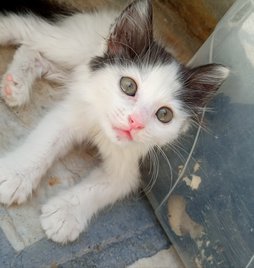 آی پت