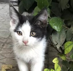 آی پت