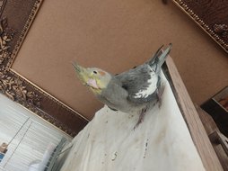 آی پت
