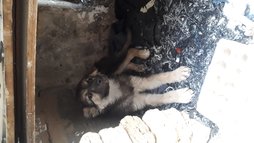 آی پت