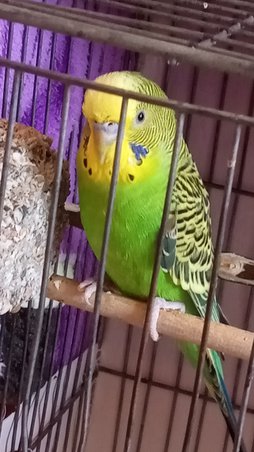 آی پت