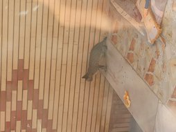 آی پت