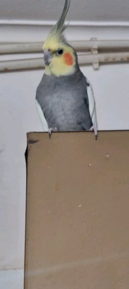 آی پت