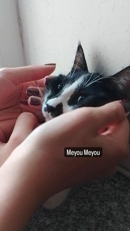 آی پت