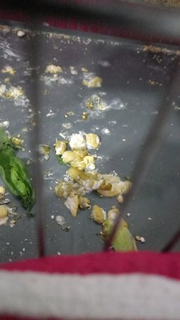 آی پت