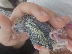 آی پت