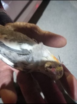آی پت
