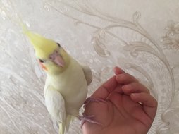 آی پت