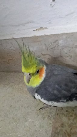 آی پت