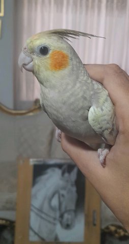 آی پت