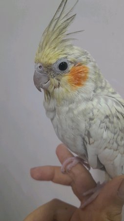 آی پت