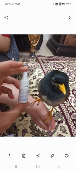آی پت