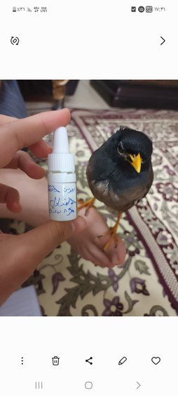 آی پت