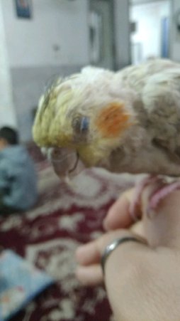 آی پت