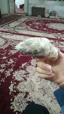 آی پت