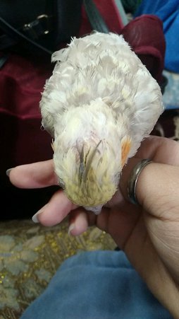 آی پت