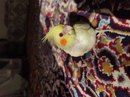 آی پت