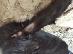 آی پت