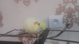 آی پت