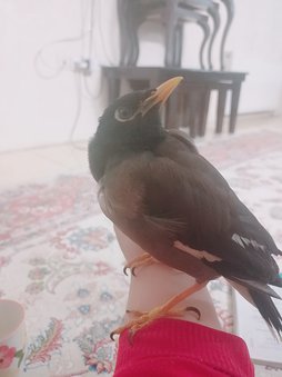 آی پت