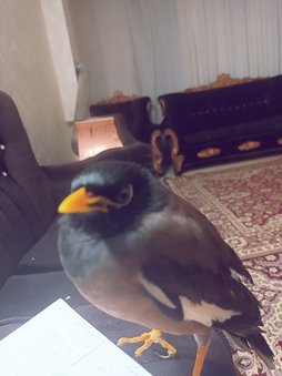 آی پت