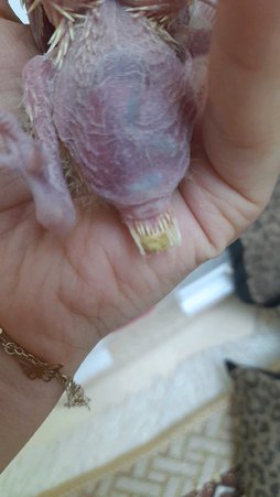 آی پت