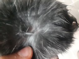 آی پت
