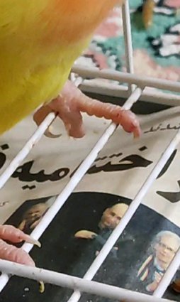 آی پت