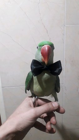 آی پت