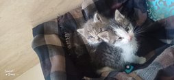 آی پت
