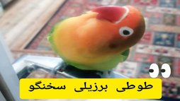 آی پت