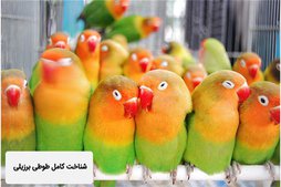 آی پت
