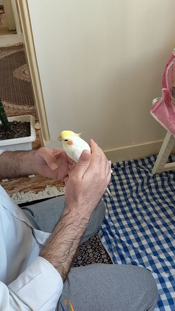 آی پت
