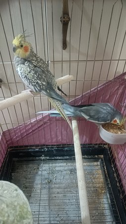 آی پت