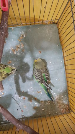آی پت