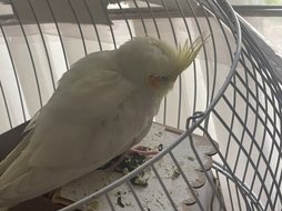 آی پت
