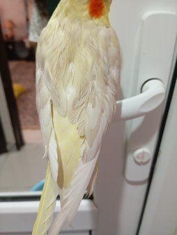 آی پت