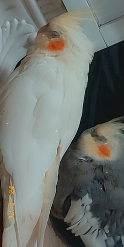 آی پت